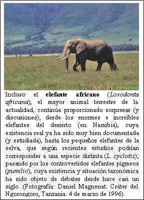 Cuadro de texto:    Incluso el elefante africano (Loxodonta africana), el mayor animal terrestre de la actualidad, continúa proporcionado sorpresas (y discusiones); desde los enormes e increíbles elefantes del desierto (en Namibia), cuya existencia real ya ha sido muy bien documentada (y estudiada), hasta los pequeños elefantes de la selva, que según recientes estudios podrían corresponder a una especie distinta (L. cyclotis); pasando por los controvertidos elefantes pigmeos (pumilio), cuya existencia y situación taxonómica ha sido objeto de debates desde hace casi un siglo. (Fotografía: Daniel Magnenat. Cráter del Ngorongoro, Tanzania. 4 de marzo de 1996).    